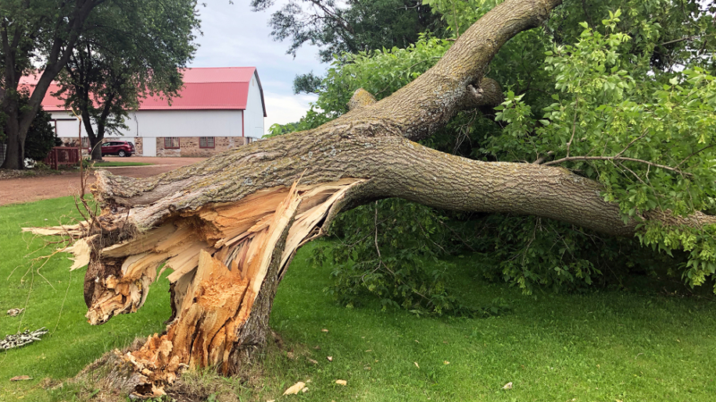 Tree Emergencies and The Effects of Storms on Trees