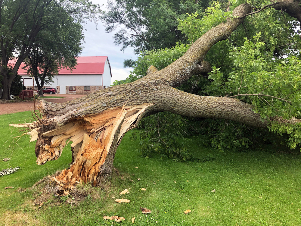 Tree Emergencies and The Effects of Storms on Trees