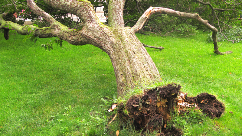 Killing Your Trees: 6 Things You Don’t Even Realize You’re Doing to Kill Your Trees