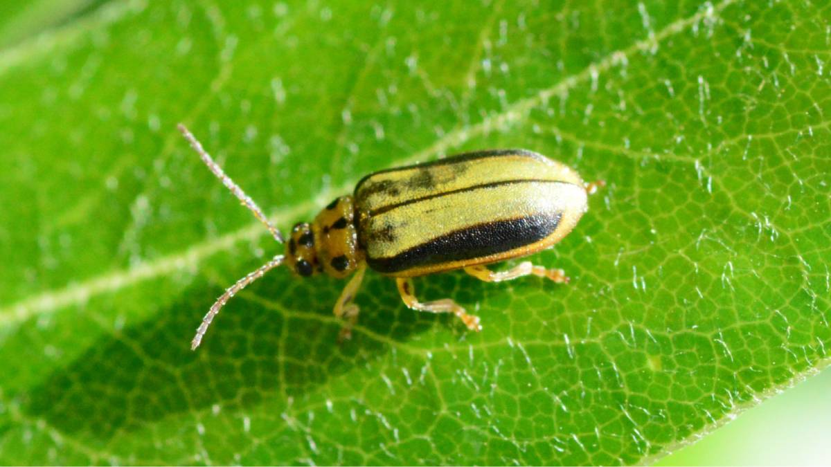 How to get rid of elm leaf beetles