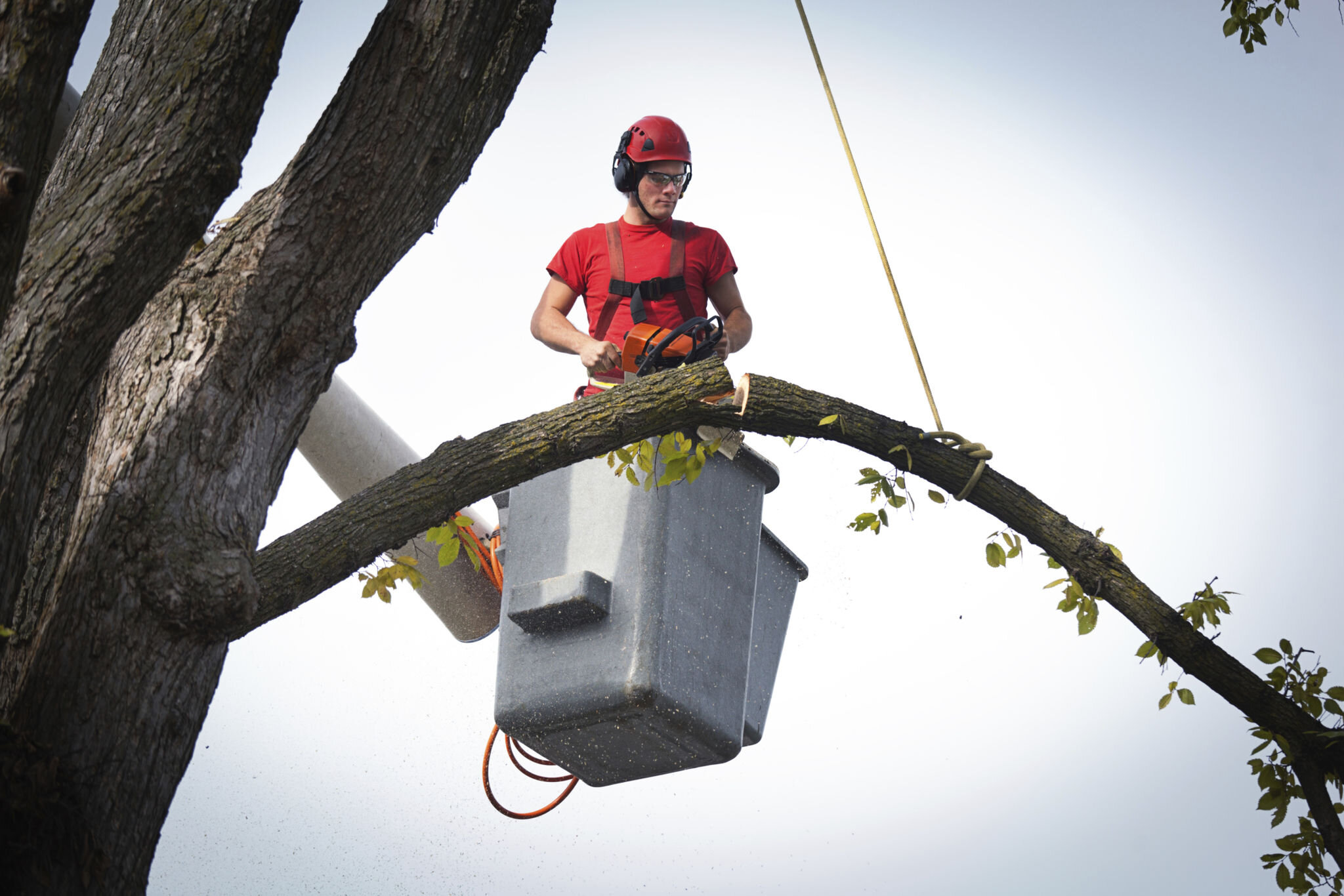 7 Signs You Need to Call a Tree Surgeon