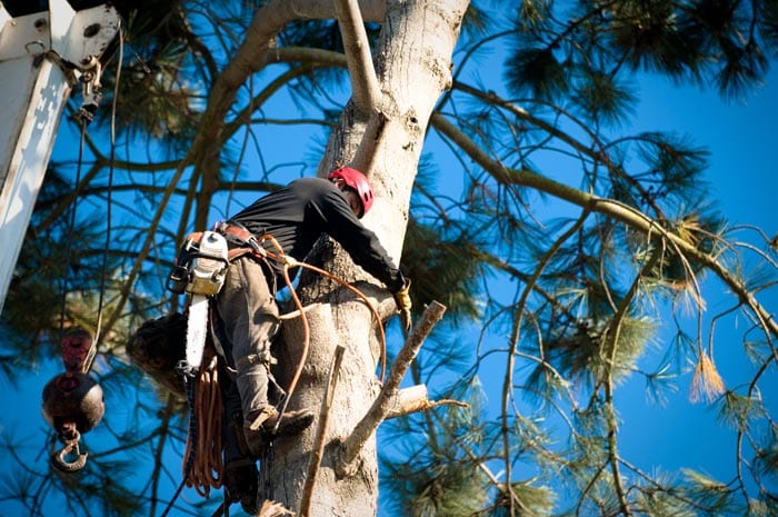 San Diego Tree Trimmers