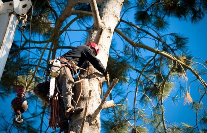 SOARING HEIGHTS WITH TREE TRIMMERS