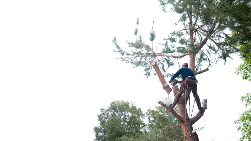 COST OF TREE REMOVAL SERVICES