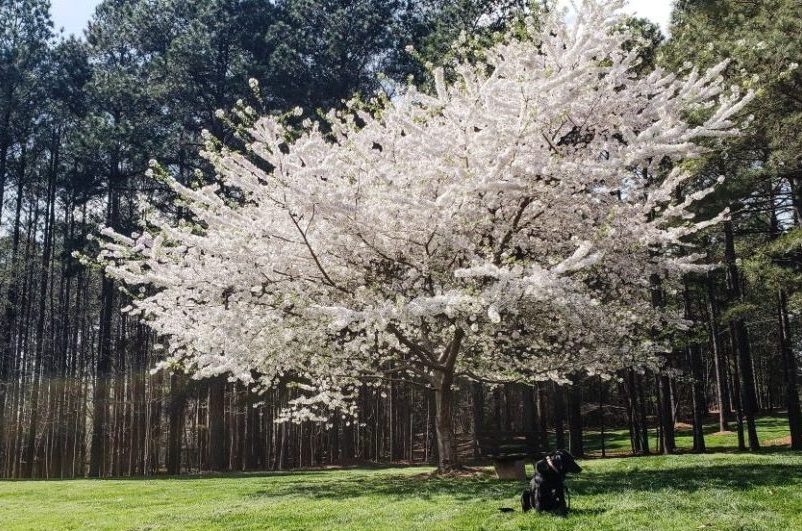 tree service san diego flowering tree