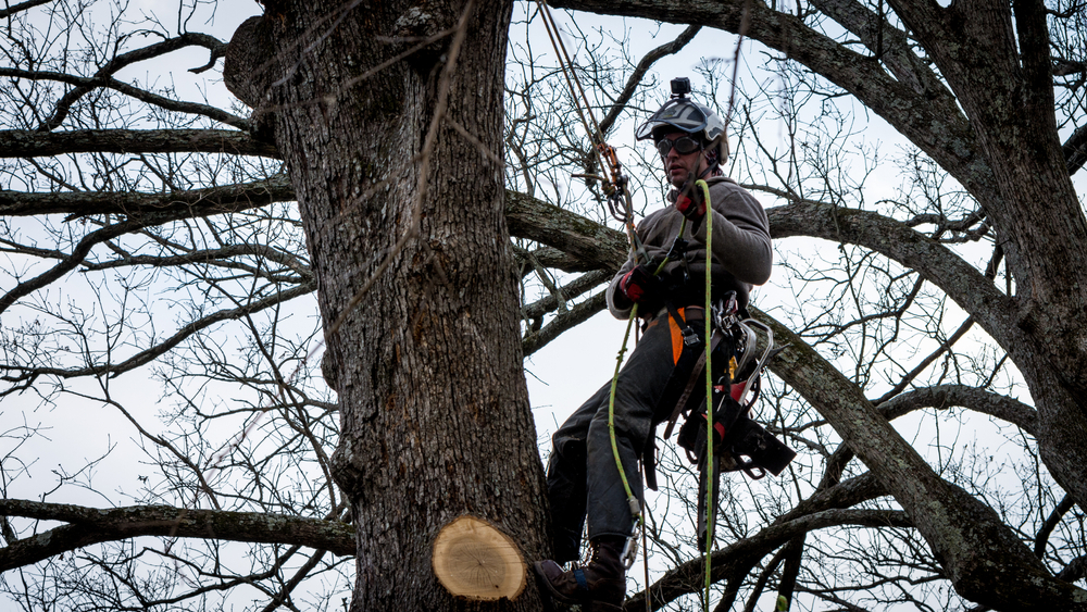 What Is a Tree Surgeon and Why You Should Hire One