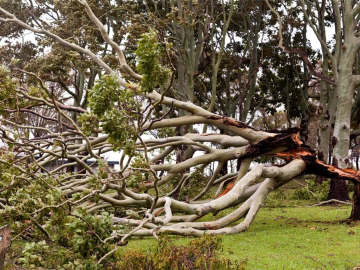 5 warning signs you need a professional tree removal service