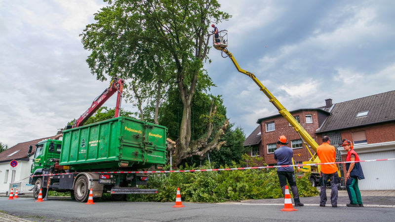 Tree Stump Removal Tips during COVID-19 Crisis