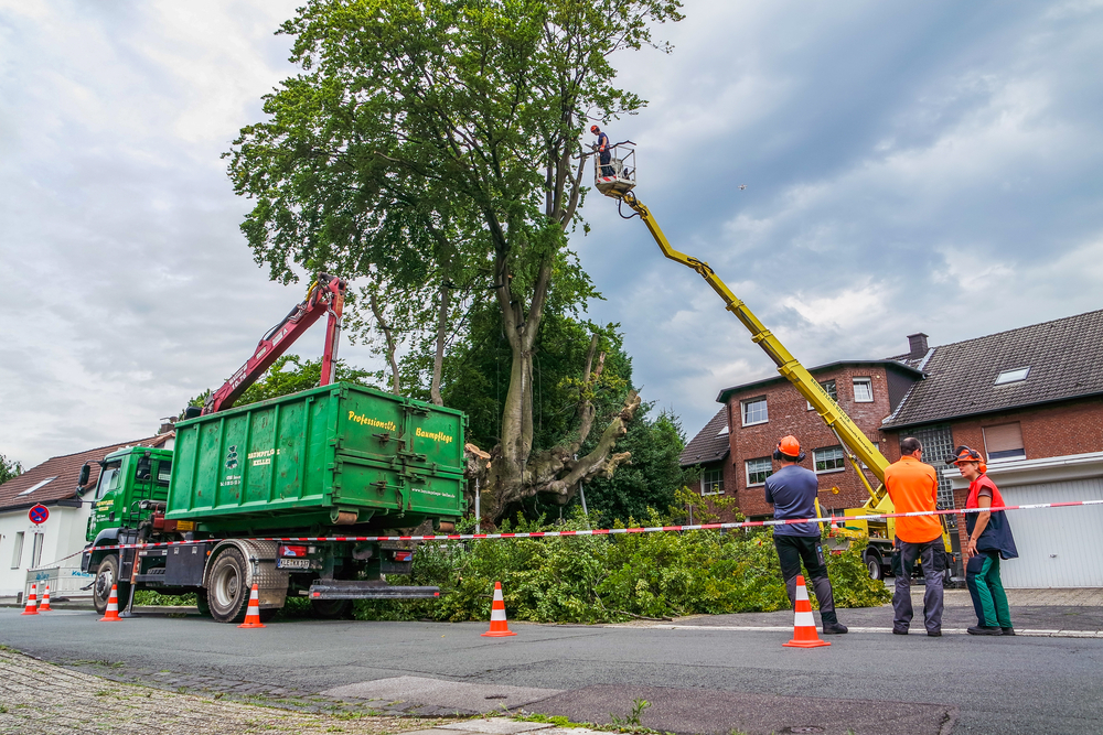 Tree Stump Removal Tips during COVID-19 Crisis