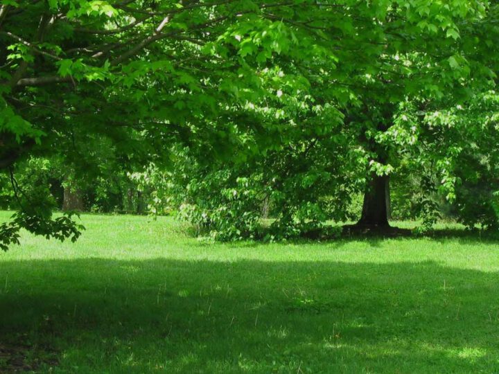 Tree care services and tips for shade trees