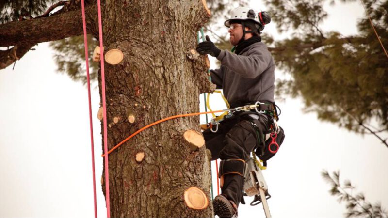 5 things to look for when choosing a tree removal service