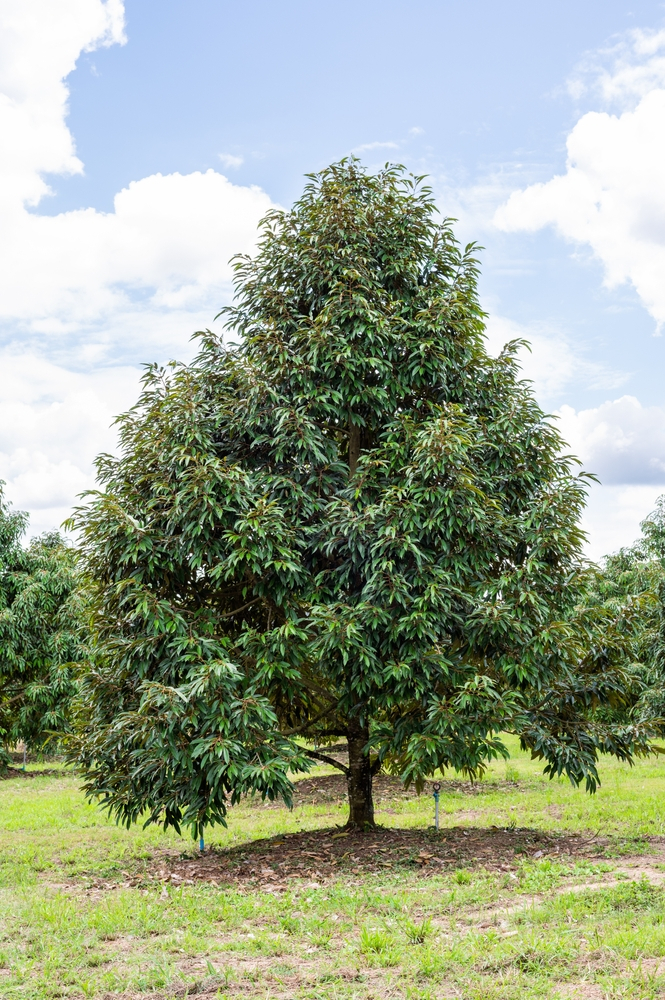 The Best Tree for Your Garden and Climate