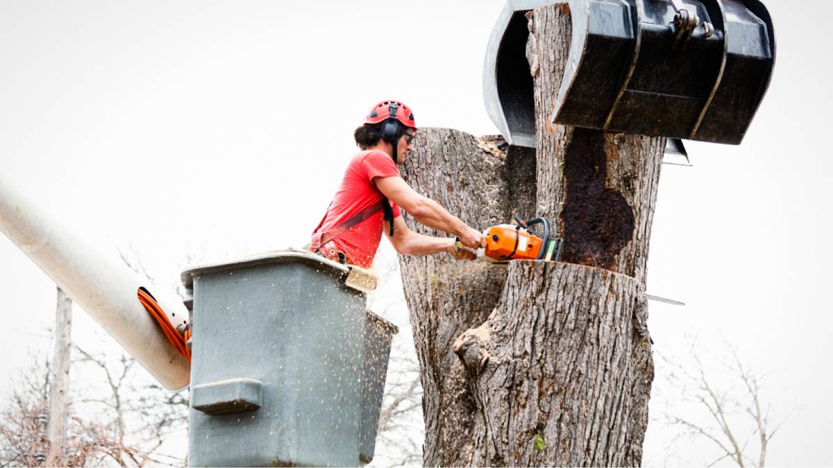 What’s included in a tree removal cost?
