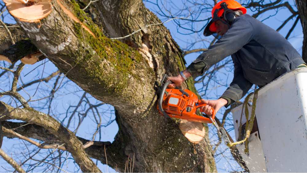 When is the best time of year for tree trimming and pruning?