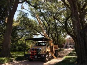 Four Reasons Why Commercial Tree Trimming Is Necessary